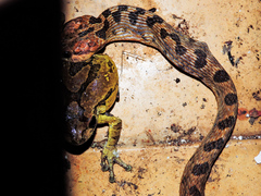 Leptodeira splendida