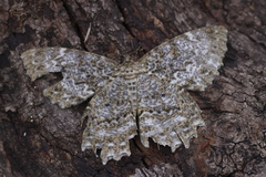 Amblychia pardicelata