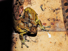 Leptodeira splendida