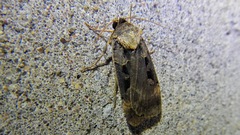 Pseudohermonassa tenuicula