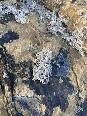 Dendrographa leucophaea