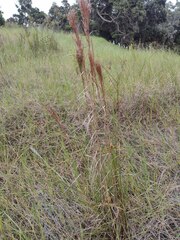 Schizachyrium condensatum