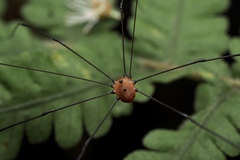Pseudogagrella splendens