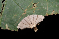 Orudiza protheclaria