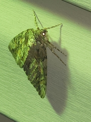 Catocala insolabilis