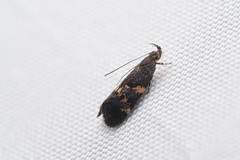 Meleonoma flavilineata