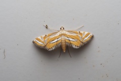 Eristena bifurcalis