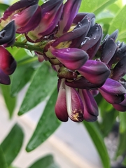 Wisteriopsis reticulata