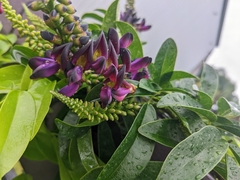 Wisteriopsis reticulata