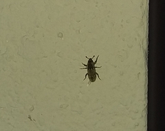 Microlarinus lareynii