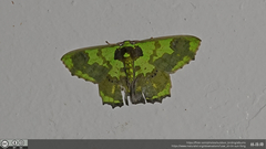 Agathia diversiformis