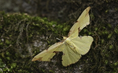 Corymica spatiosa