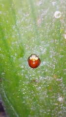 Cryptognatha auriculata