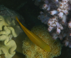 Pomacentrus moluccensis