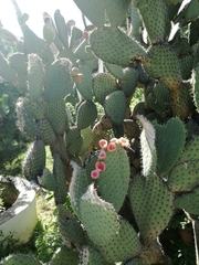Opuntia durangensis