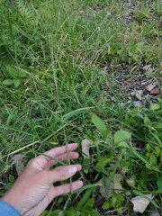 Digitaria eriostachya