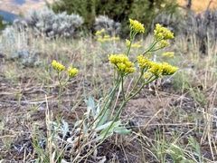 Eriogonum brevicaule