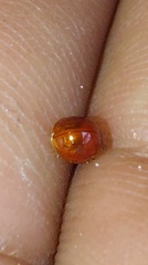 Cryptognatha auriculata