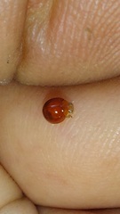 Cryptognatha auriculata