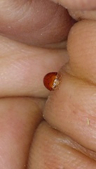 Cryptognatha auriculata