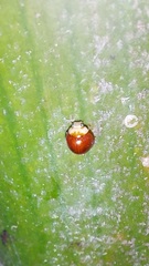 Cryptognatha auriculata