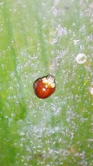 Cryptognatha auriculata