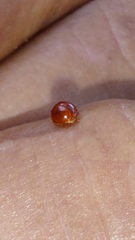 Cryptognatha auriculata