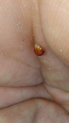 Cryptognatha auriculata