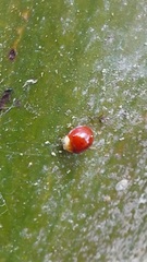 Cryptognatha auriculata