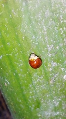 Cryptognatha auriculata