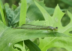 Coenagrionidae