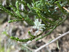 Exobasidium cassiopes