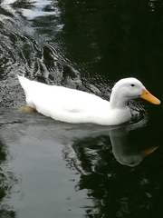 Anas platyrhynchos domesticus