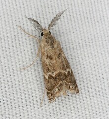 Prionapteryx indentella