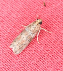 Sciota rubrisparsella