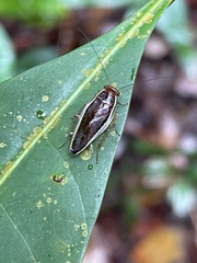 Pseudophyllodromia laticeps