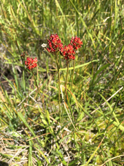 Triantha occidentalis occidentalis