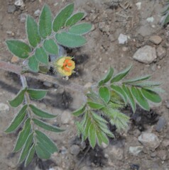 Kallstroemia californica