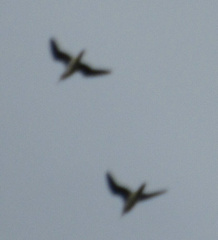 Bartramia longicauda