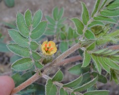 Kallstroemia californica