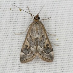 Loxostege allectalis