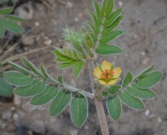 Kallstroemia californica