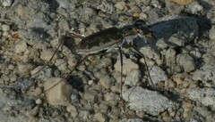 Ellipsoptera marginata