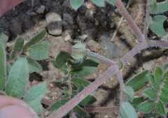 Kallstroemia californica