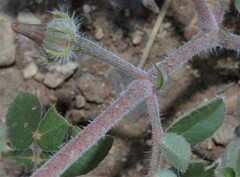 Kallstroemia californica
