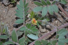 Kallstroemia californica