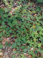 Desmodium intortum