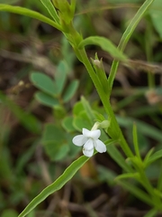 Striga angustifolia