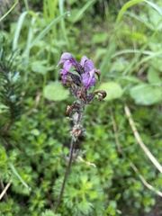 Pedicularis ornithorhynchos