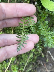 Pedicularis ornithorhynchos